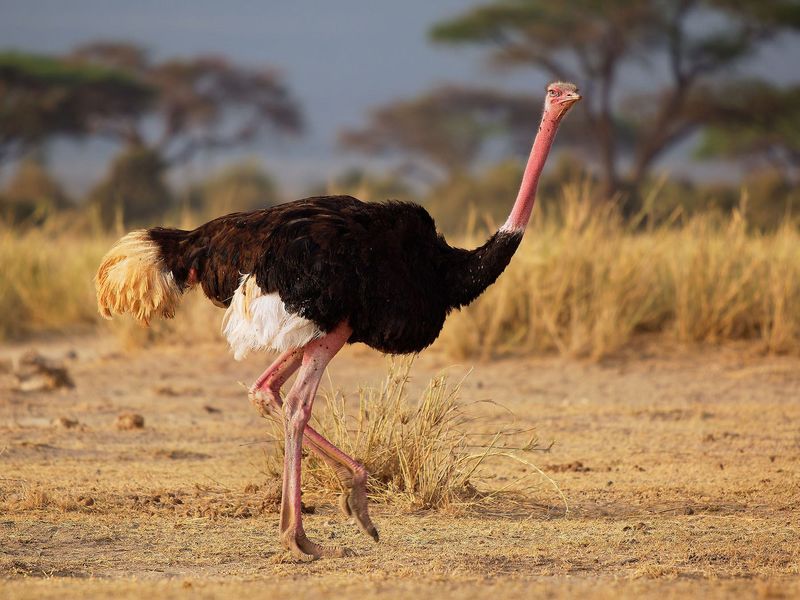 Color-Changing Neck Feathers Signal Dominance