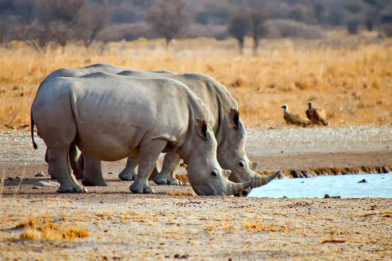Hope Amid Crisis: Conservation Success Stories