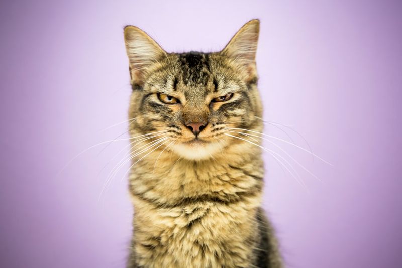 Unimpressed Feline Observers