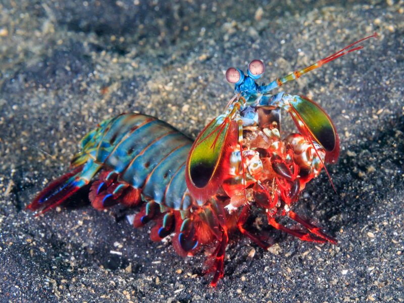 Peacock Mantis Shrimp's Supersonic Punch