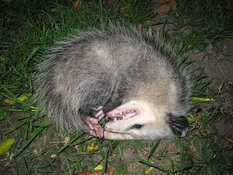 Opossums: Playing Dead Professionals