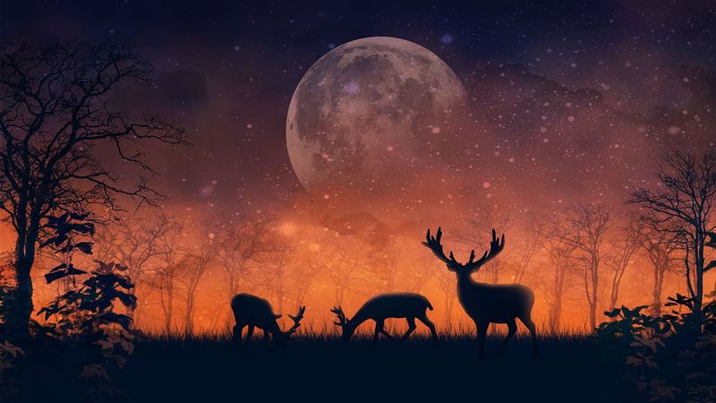 The Lunar Travelers: Why Some Animals Only Move at Night