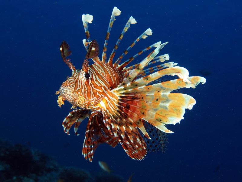 Lionfish: Beautiful but Dangerous Reef Dwellers