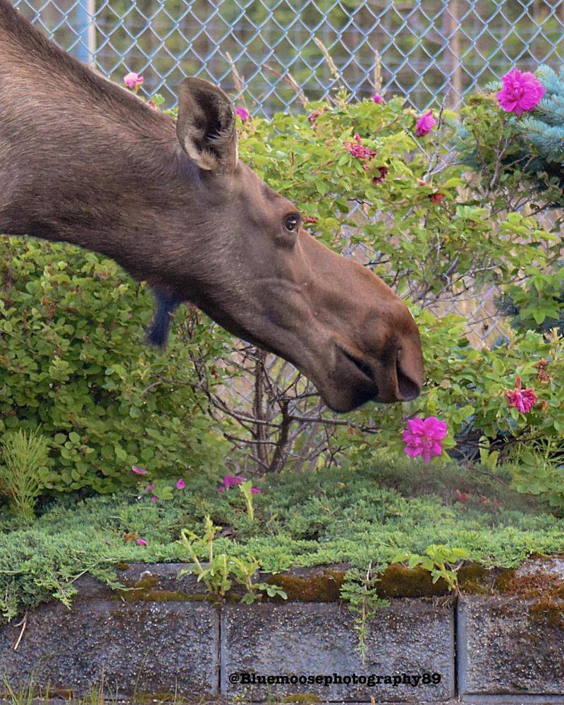 Backyard Buffets