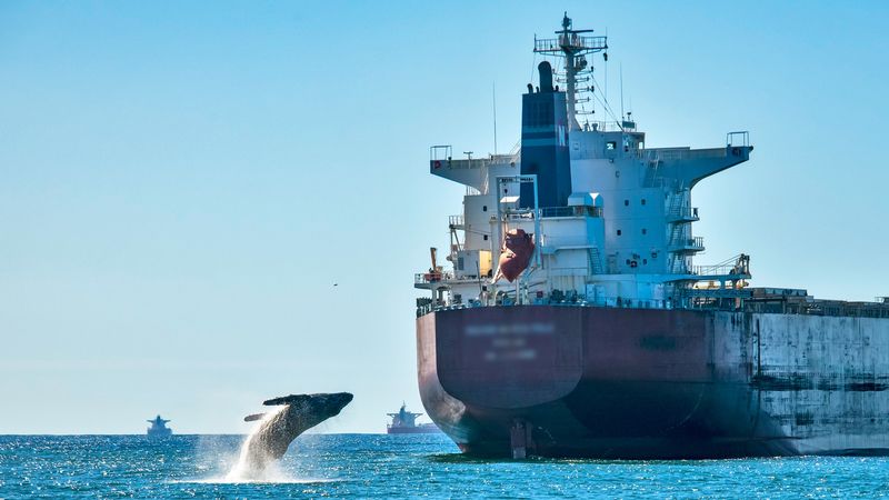 Threats Along The Migratory Highway