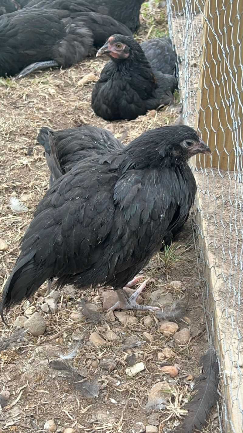 Suspicious Chickens