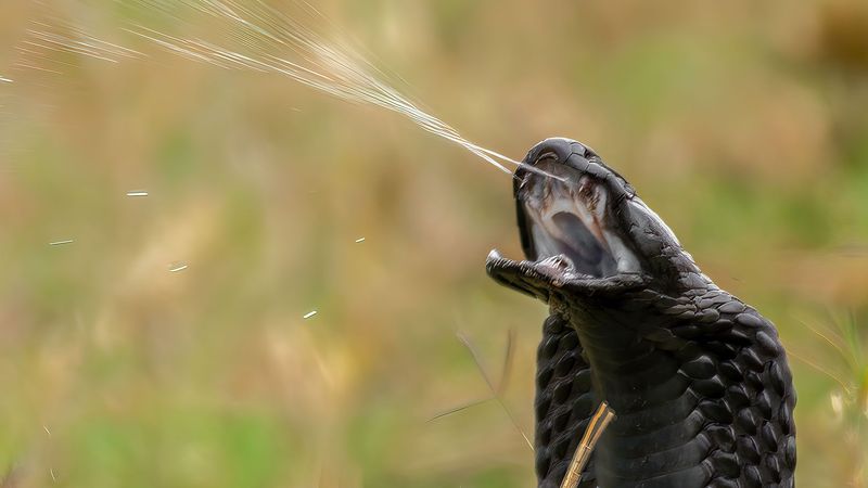 African Spitting Cobra's Venomous Accuracy