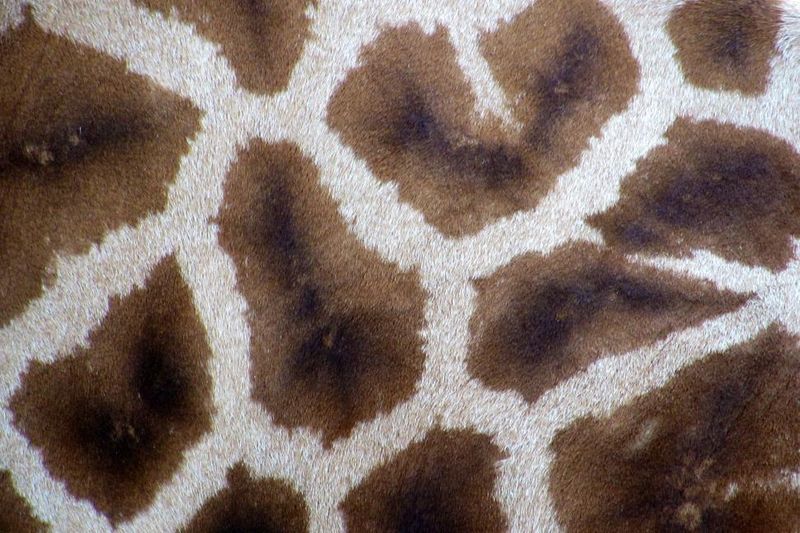 Fingerprint-Like Coat Patterns