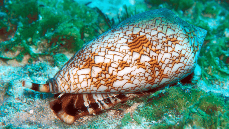Cone Snail: Beautiful Shell, Deadly Harpoon