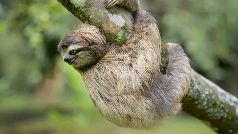 Three-Toed Sloths: The Iconic Energy Conservationists