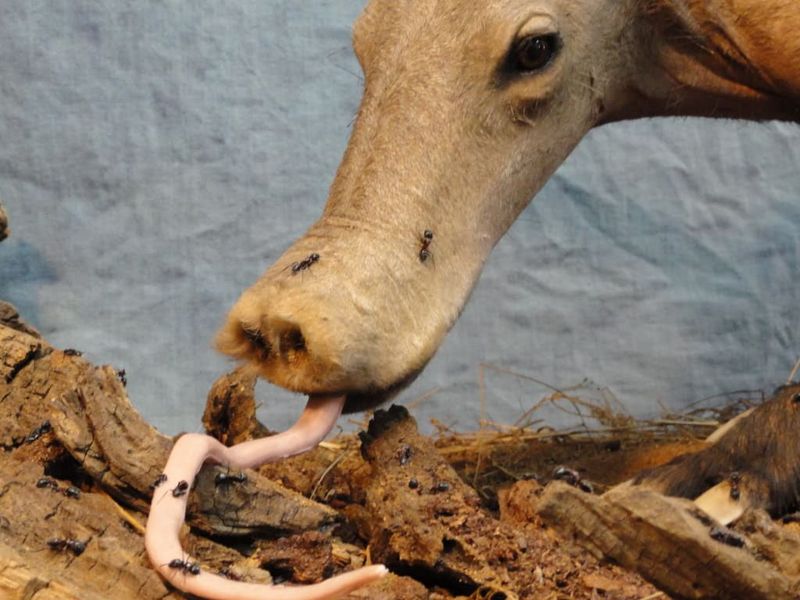 Aardvarks: Termite Tongue Specialists