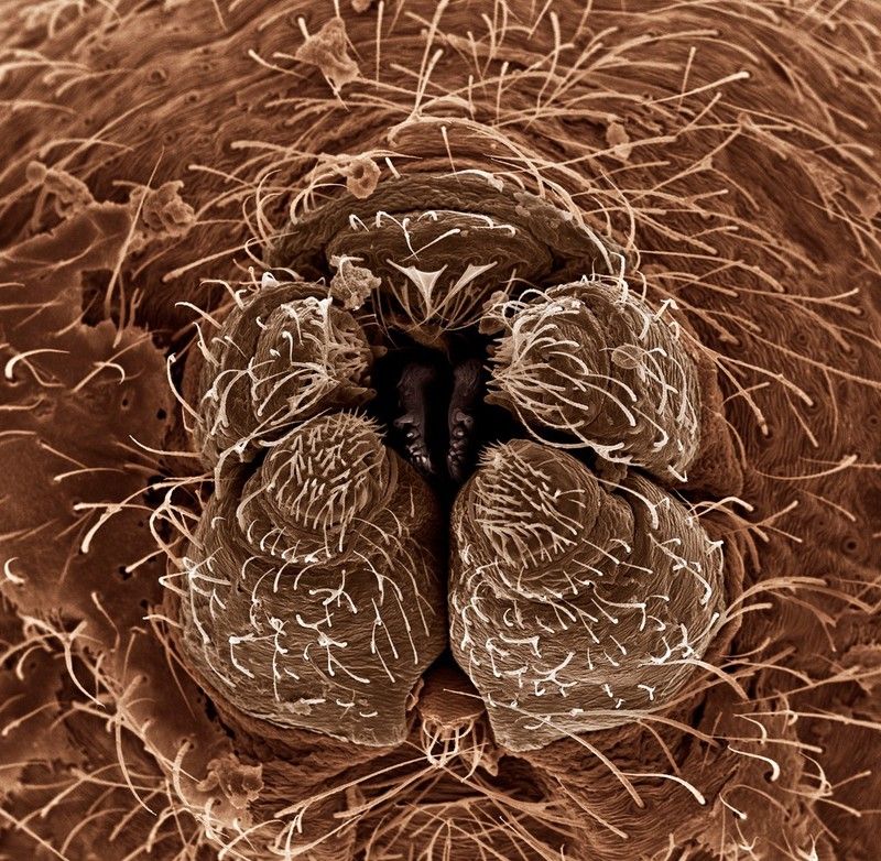 Nature's Spinning Machine: The Spinneret