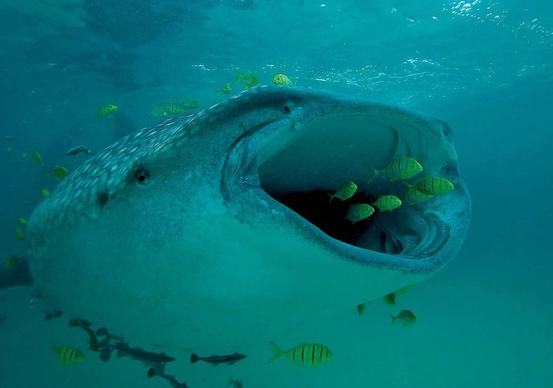 Evolutionary Advantage: Why Bigger Means Better