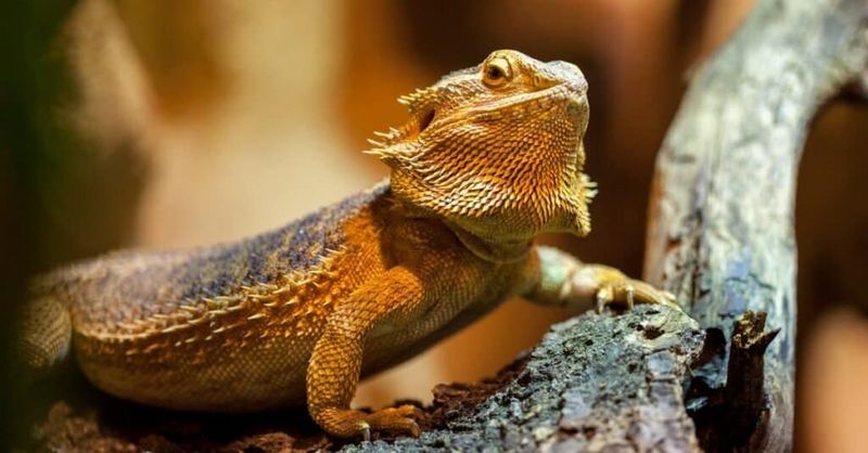 Bearded Dragons: Desert Dwellers with Personality