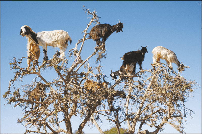 Nature's Seed Dispersers