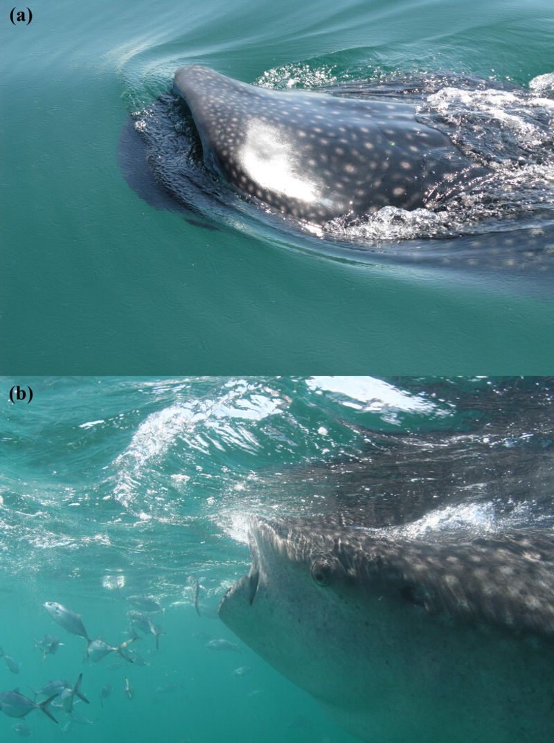Suction Specialists: Creating Underwater Currents