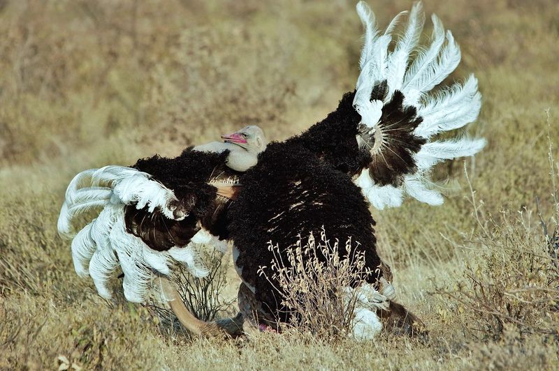 Rhythmic Dancing Showcases Feathered Finery