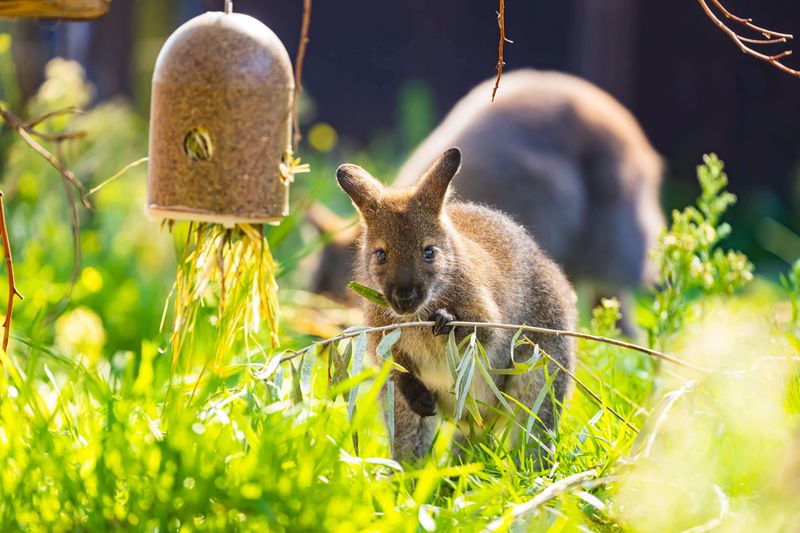Wallabies: Bouncing Bundles of Joy