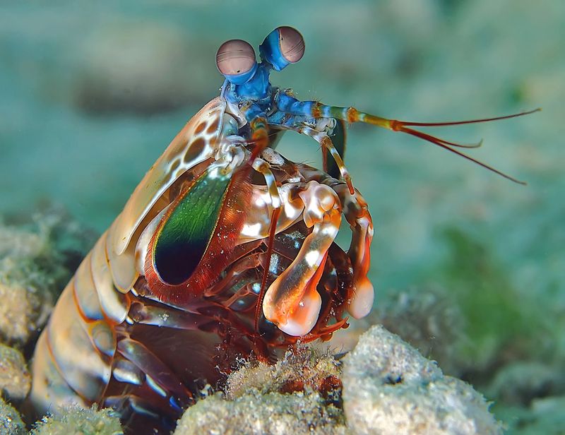 Mantis Shrimp – The Punch Faster than a Bullet