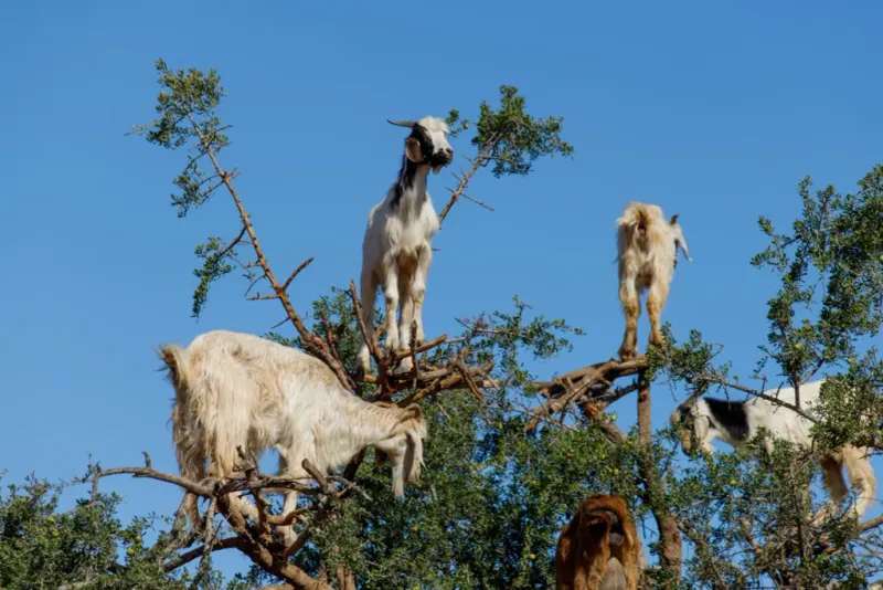 Survival Strategy in Harsh Lands