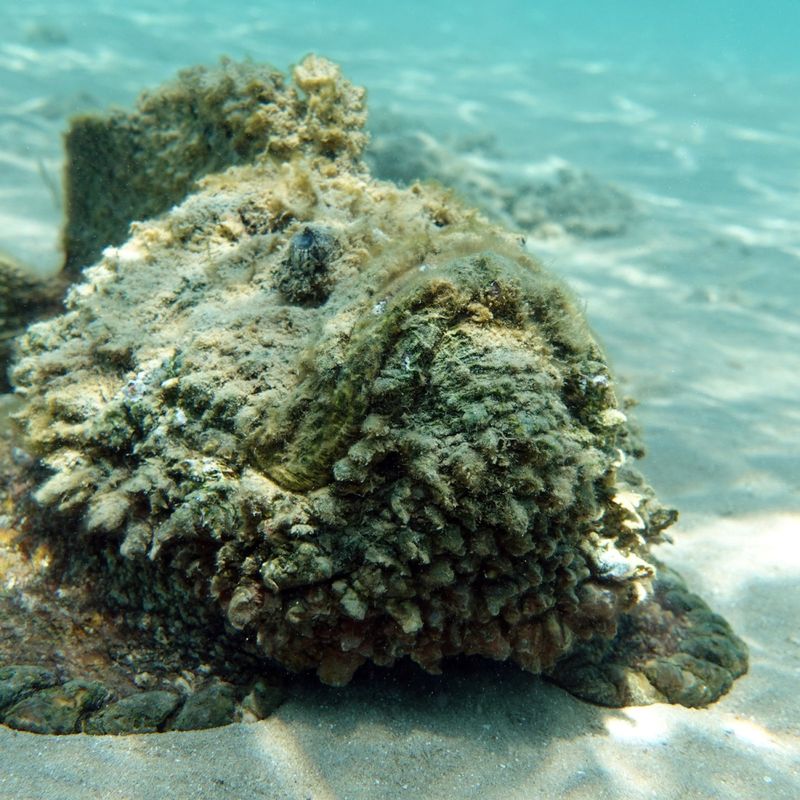 The Sea's Disapproving Face: Stonefish