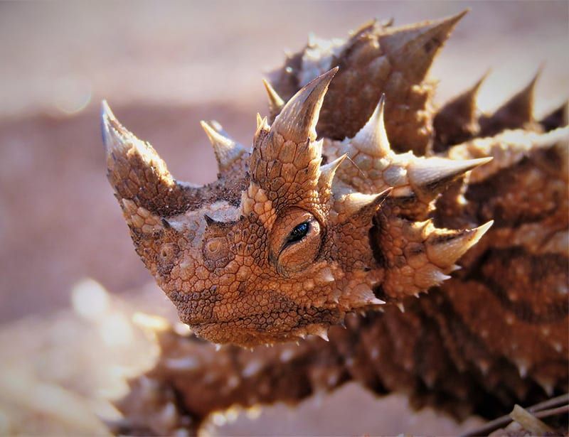 Desert's Judgmental Spiky Critic: The Thorny Devil