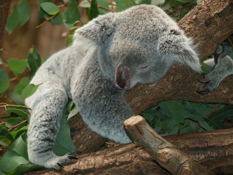 Koalas: The Sleepy Eucalyptus Munchers