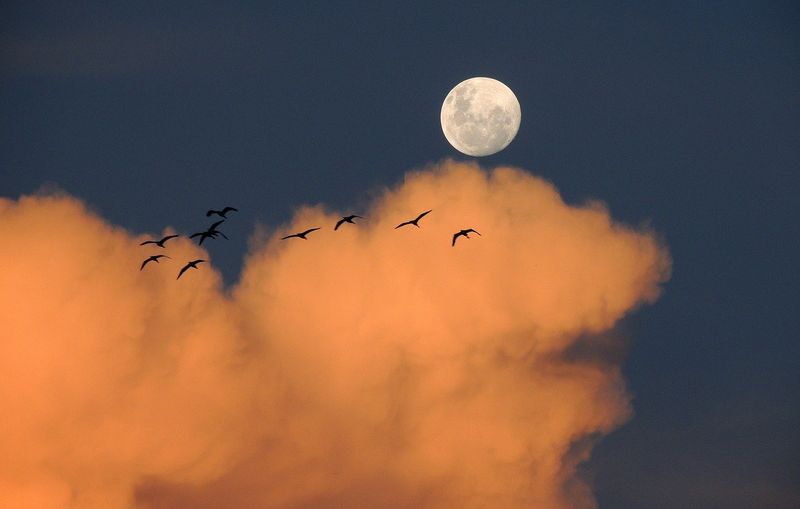 The Great Night Migrations: Silent Journeys Across Continents