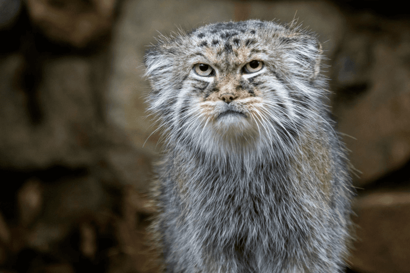 Grumpy Cat's Wild Cousin: The Pallas's Cat
