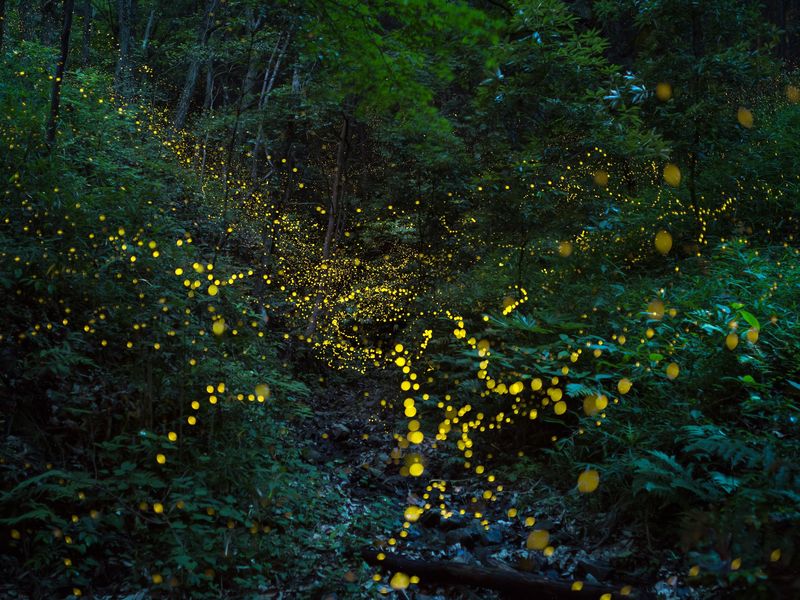 Habitat Loss: Where Have All the Firefly Homes Gone?