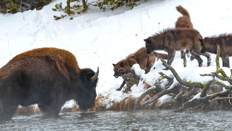 Cooperative Hunting Strategies