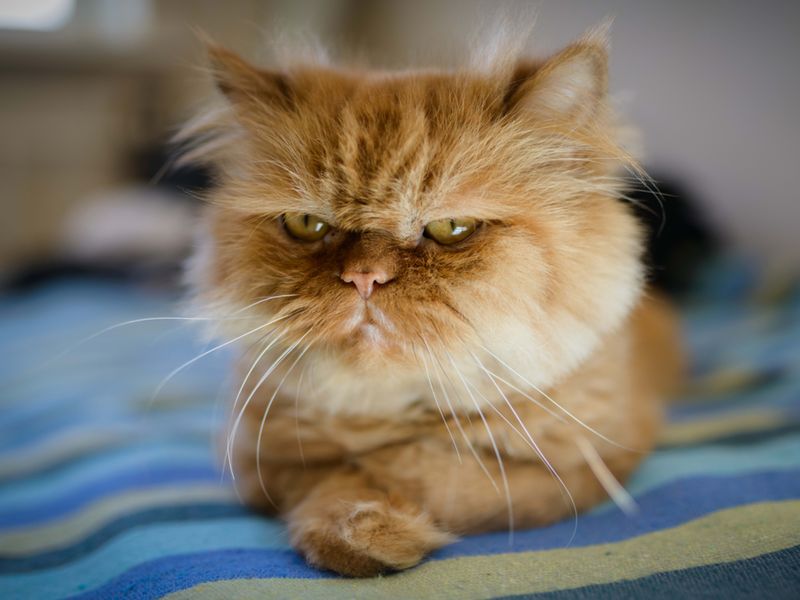 Resting Grump Face: The Persian Cat