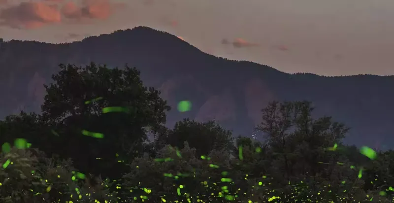 Hope in the Darkness: Conservation Success Stories
