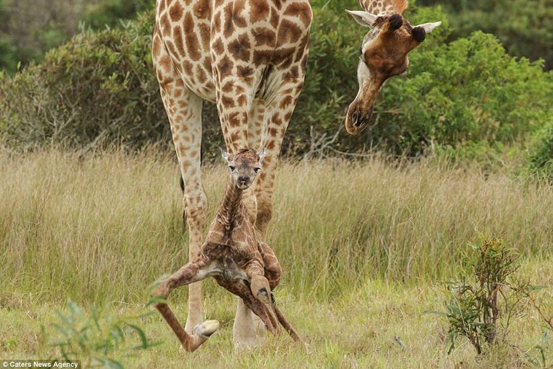 Dramatic Birth Drops