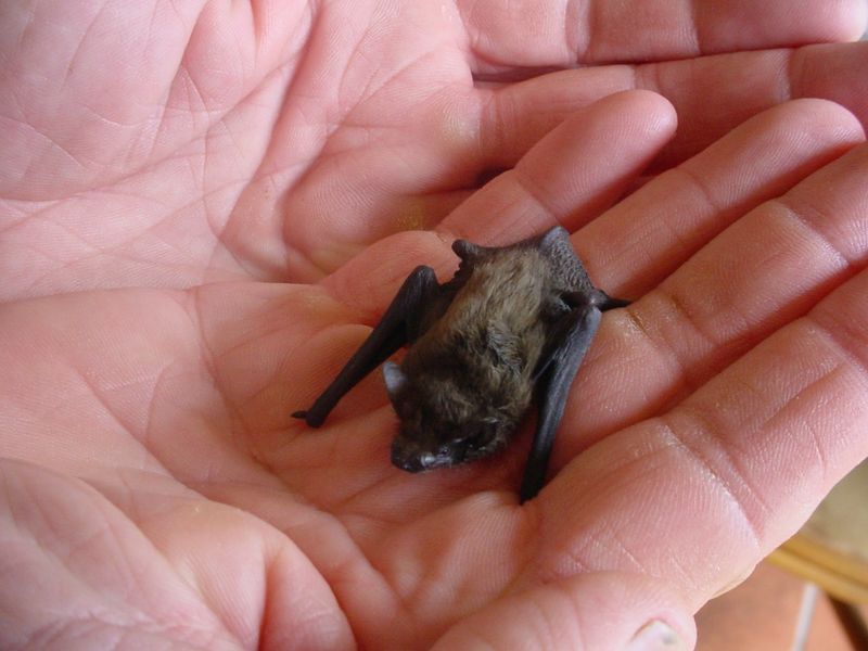 Tiny Bumblebee Bats: Featherweight Champions