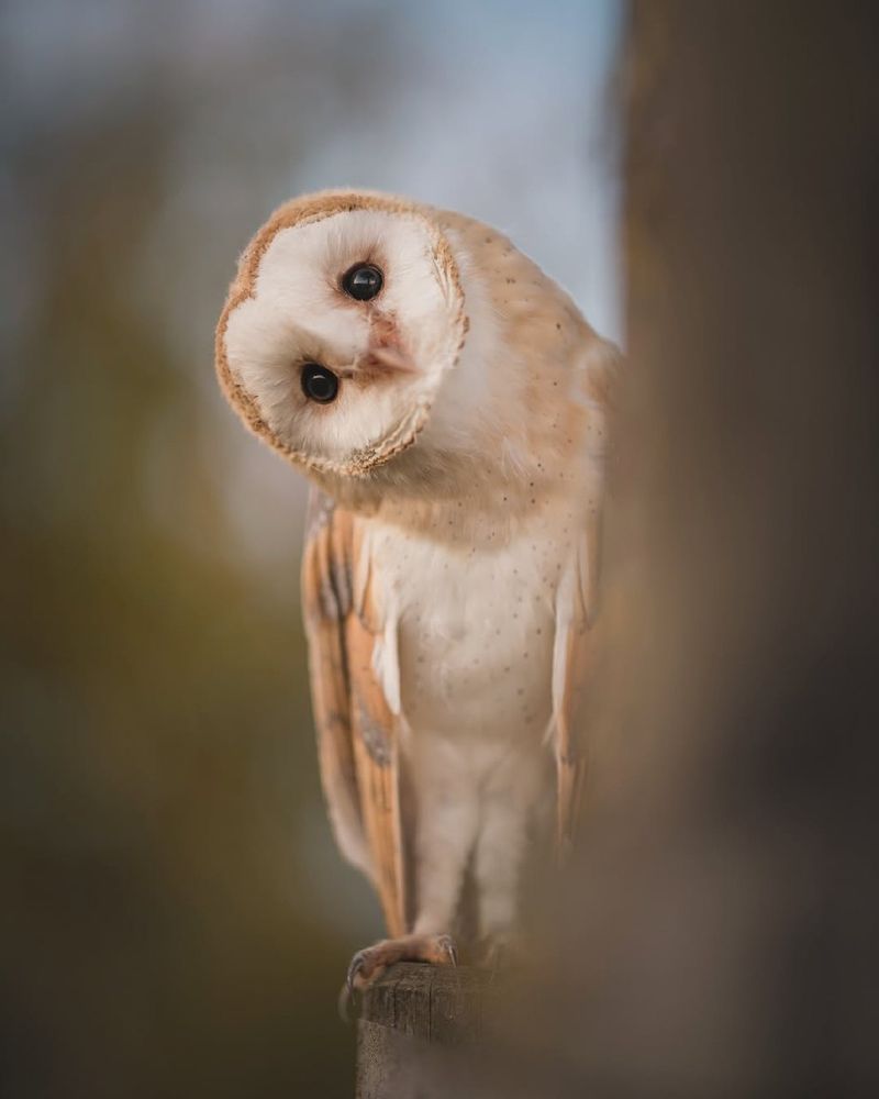 Dubious Barn Owls
