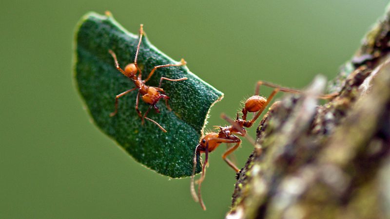 Leafcutter Ants: Fungus Farmers