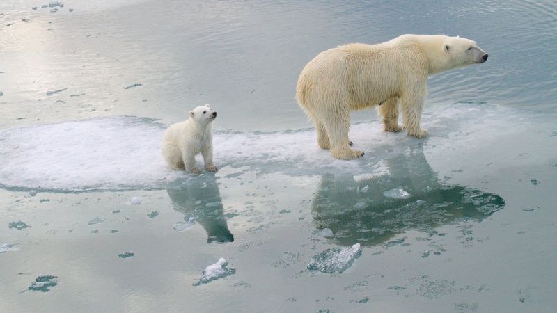Climate Change: The Extinction Accelerator