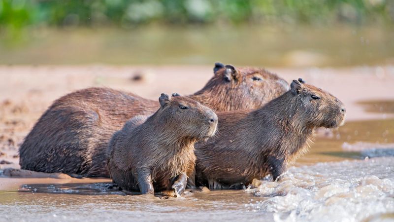 Capybaras: Gentle Giants of the Rodent World