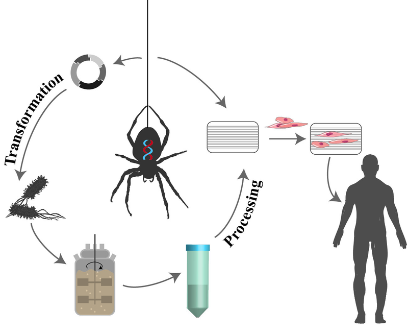 Bio-Inspiration: Learning From Eight-Legged Engineers