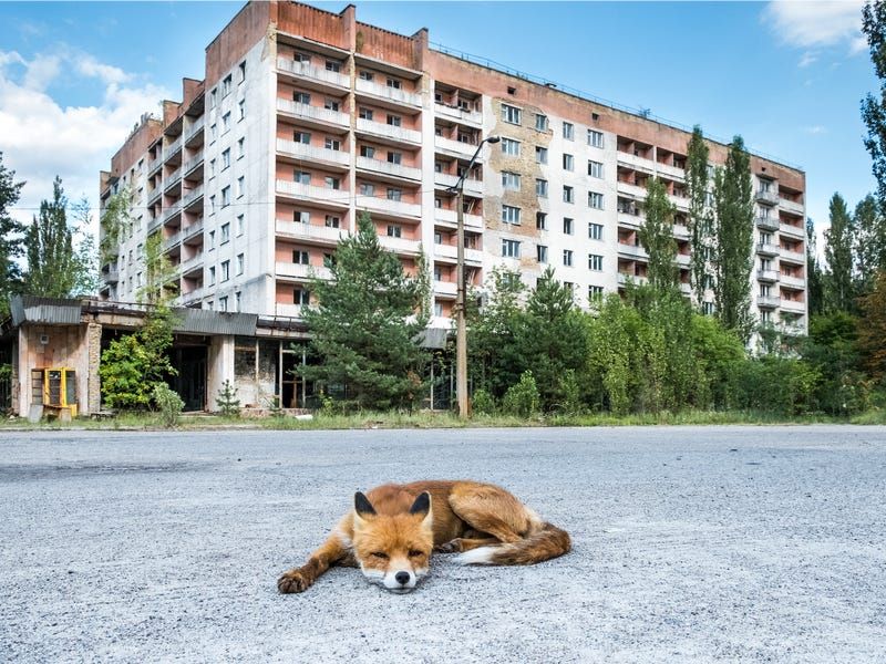 Cities Become Concrete Jungles