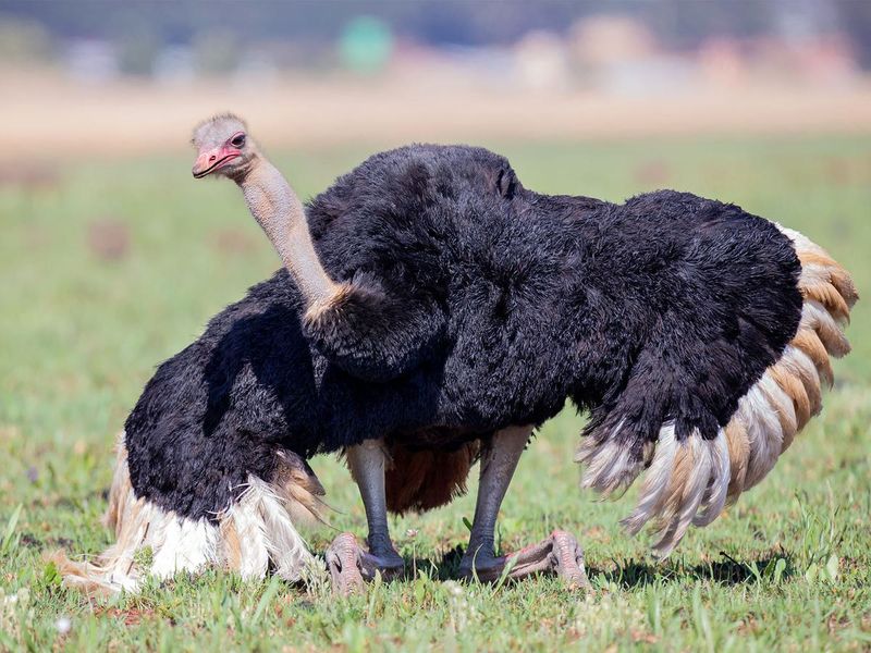 Tail Feather Fans Signal Readiness to Mate
