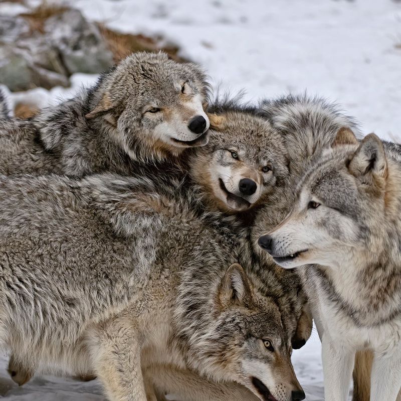 Family Bonds, Not Forced Dominance