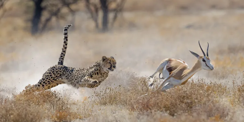 Lightning-Fast Cheetahs: Speed Champions of the Savanna