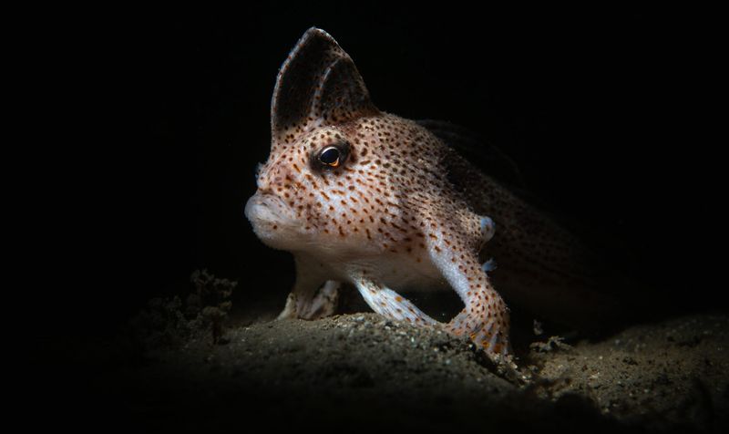 Handfish – The Walking Fish with “Hands”